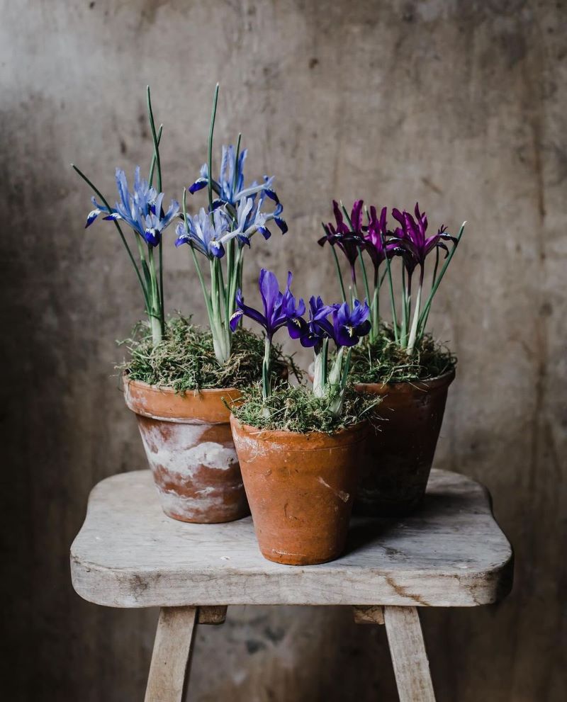 minature iris, perfect for a February Wedding